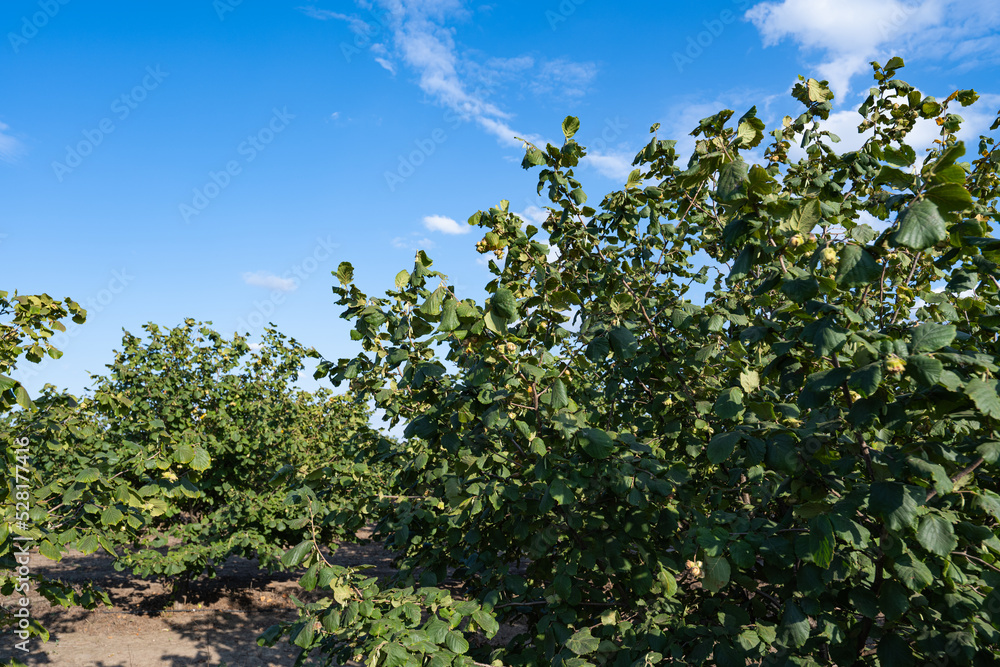 hazelnut garden on a sunny day