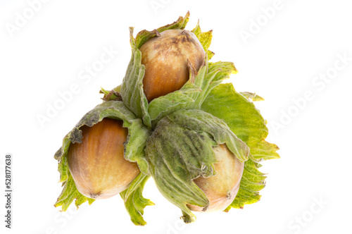hazelnut isolated