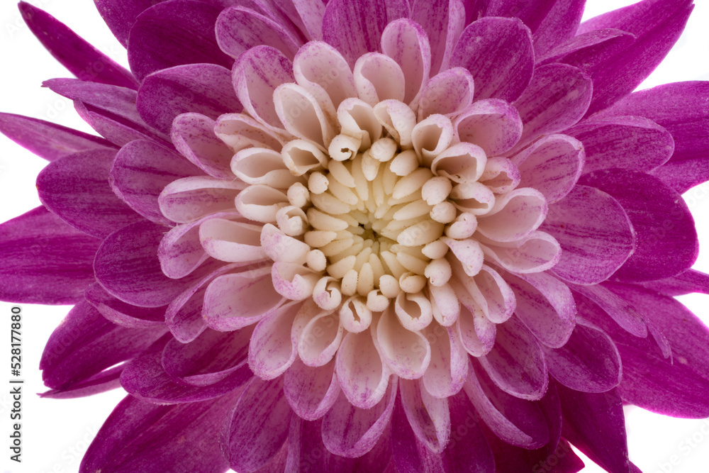 chrysanthemum isolated chrysanthemum isolated