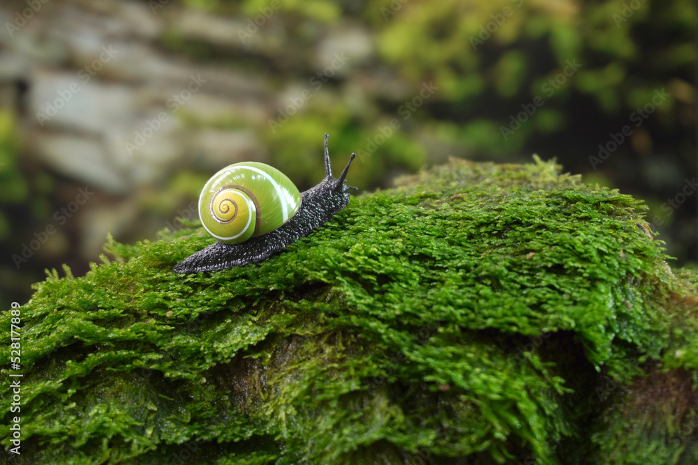 Cuban Snail Polymita Picta World Most Beautiful Land Snails From Cuba   1000 F 528177889 LuuqOvZhdiOdKhM6AtNDWcHKMDvMn88B 