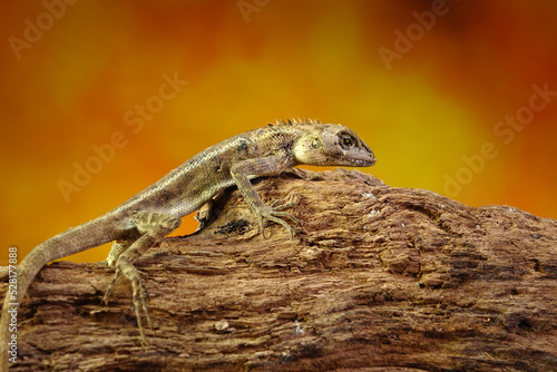 Common garden lizard molting on the tree during summer season. Selective focus with copy space