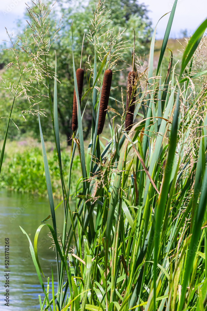 Typha latifolia, Common Bulrush. Broadleaf Cattail, blackamoor flag
