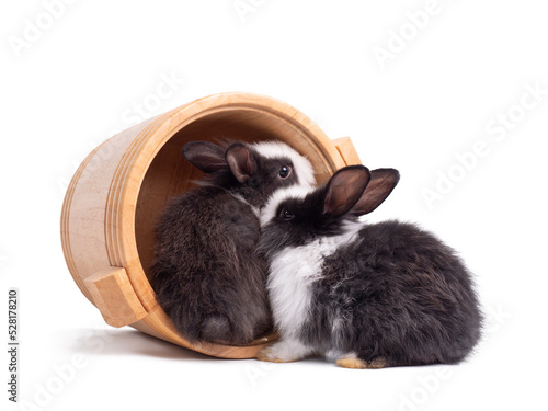Two lovely baby rabbit sitting in wood bucket on white background. Lovely young rabbit.