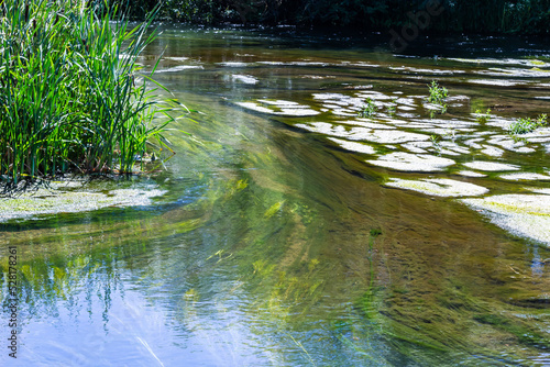 Fototapeta Naklejka Na Ścianę i Meble -  seaweed in the river in summer, sunny day. top view