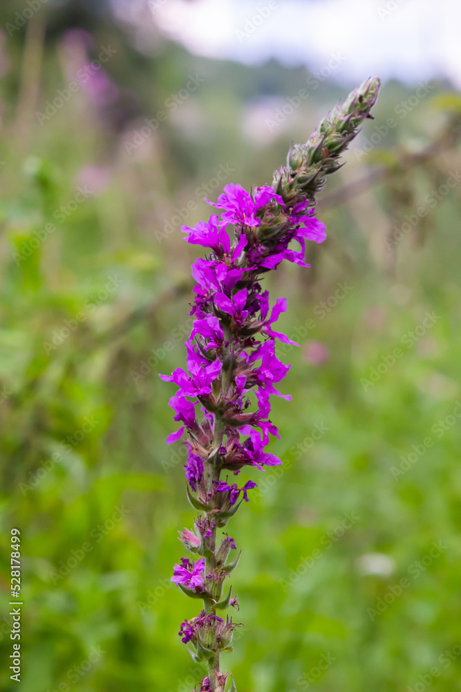 Pink flowers of blooming Purple Loosestrife Lythrum salicaria on the shoreline