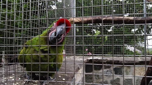 Close up video of a colorful great green macaw parrot.