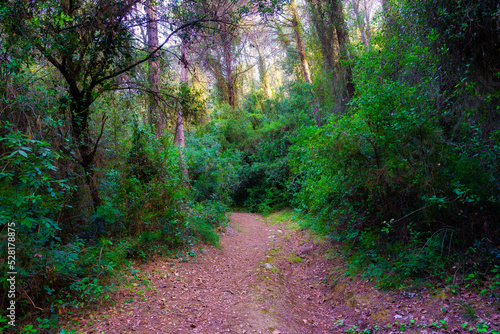Pedestrian path that winds through the lush forest in an enchanted environment.