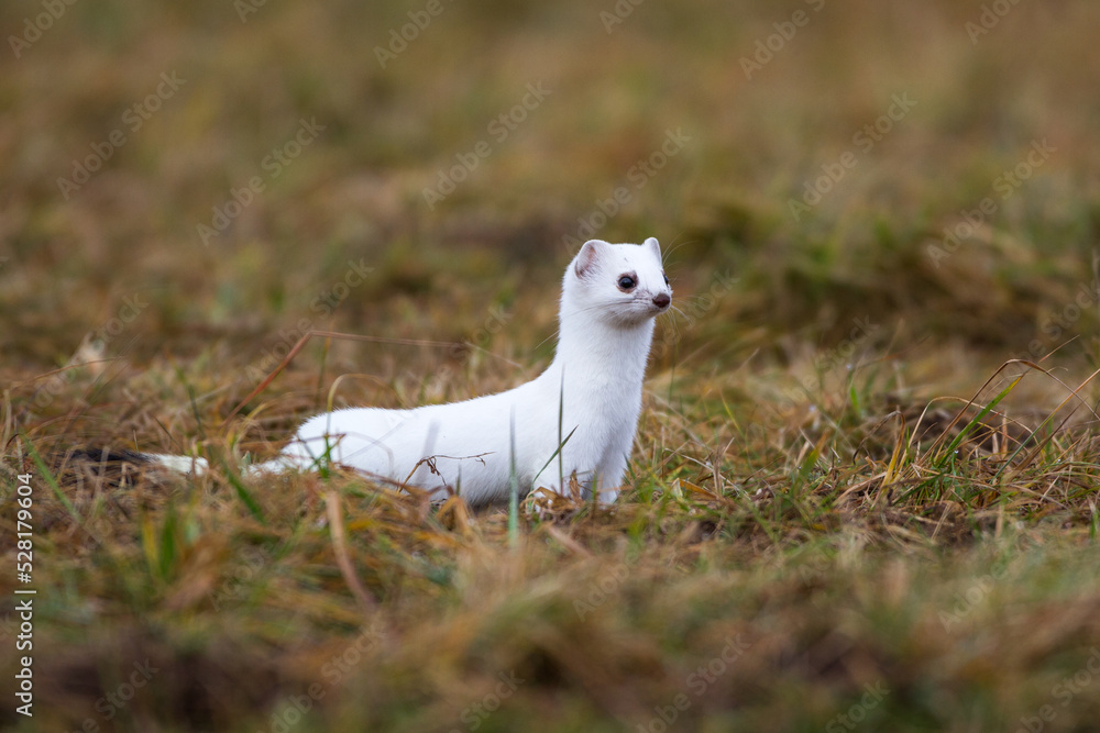 Hermelin (Mustela erminea) im Winterfell Hermelin (Mustela erminea) im Winterfell