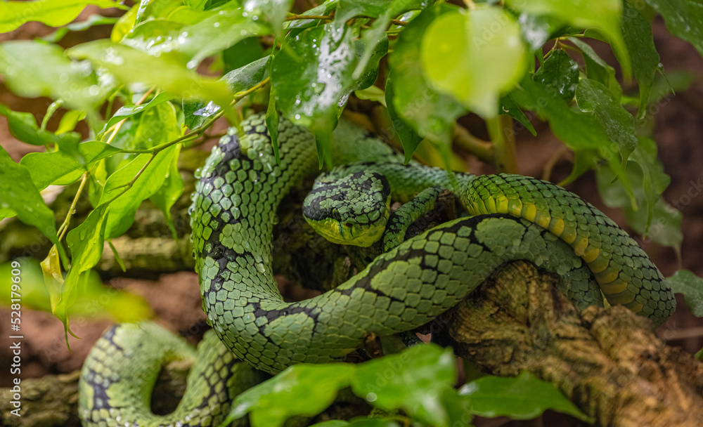 Sri Lankan green pitviper (Trimeresurus trigonocephalus), portrait, endemic to Sri Lanka Sri Lankan green pitviper (Trimeresurus trigonocephalus), portrait, endemic to Sri Lanka