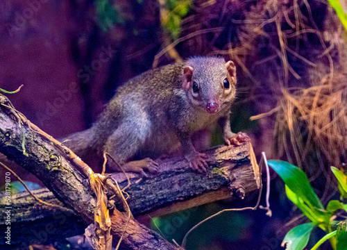 Wallpaper Mural Northern Treeshrew (Tupaia belangeri)  in the forest on a branch Torontodigital.ca