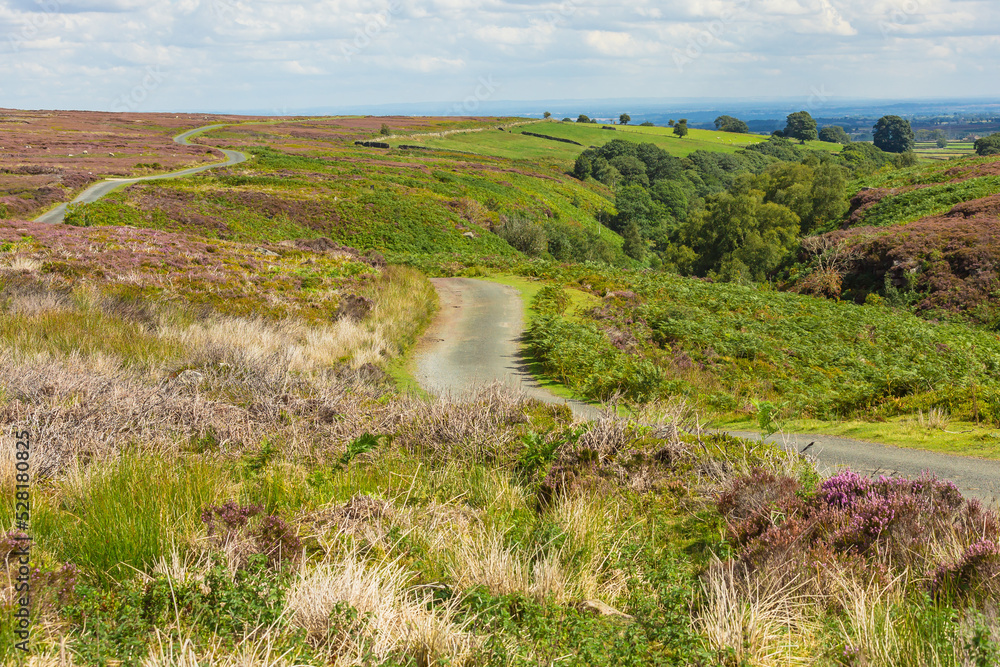 Tom Corner, Open heather grouse moorland near Dallowgill in Nidderdale, North Yorkshire.  Late summer when the heather is in full bloom, with single track, twisting roads and grazing sheep. Copy space