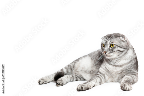 Beautiful striped kitten British silver chinchilla lies with yellow eyes on a white background. Pets concept. The cat is located on the right side of the photo, on the left is an empty space for writi