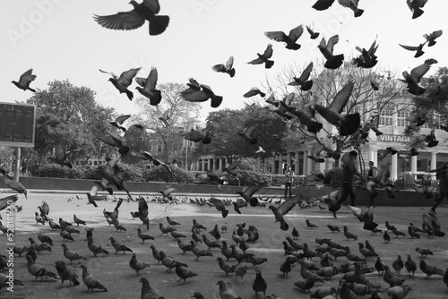 pigeons flying flock of birds photo