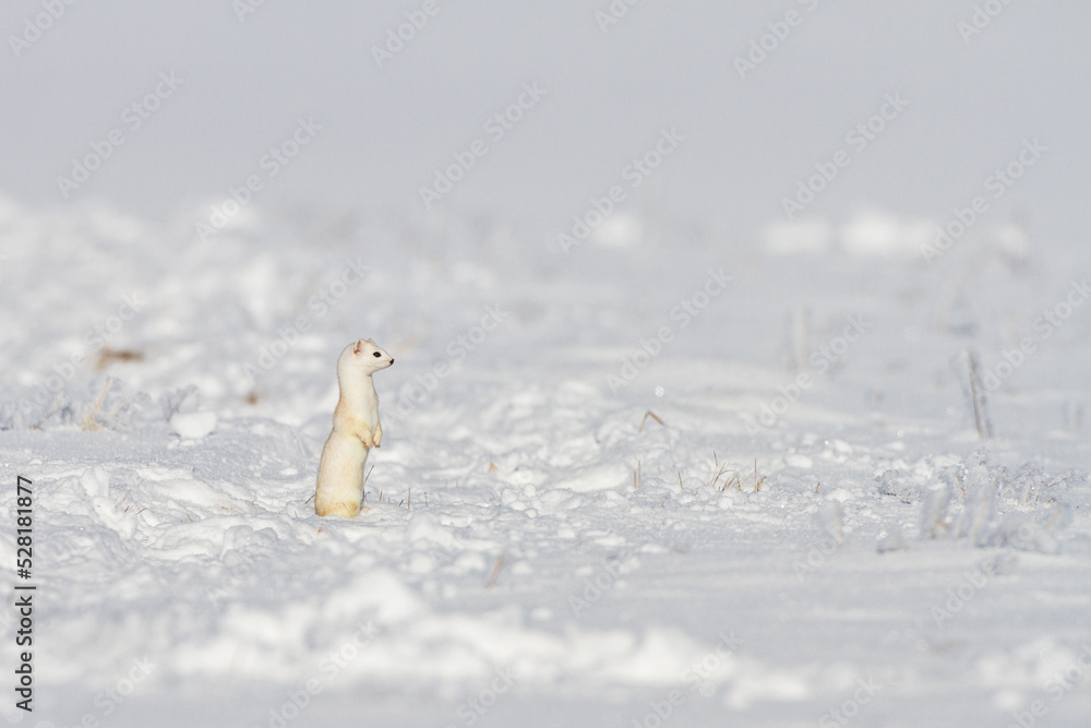 Fotografie Hermelin (Mustela erminea) im Winterfell
