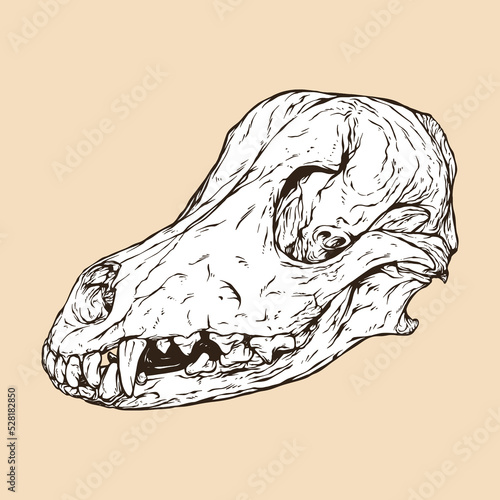 domestic dog skull head vector illustration