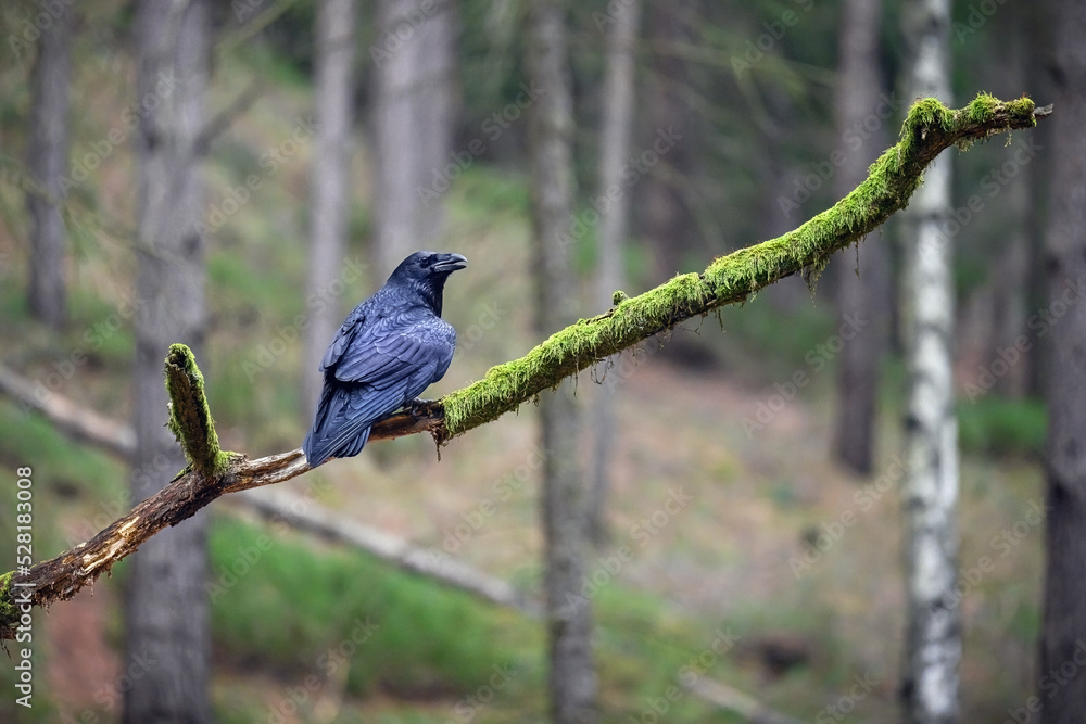 The great raven flies through the forest in search of food. The great raven flies through the forest in search of food.