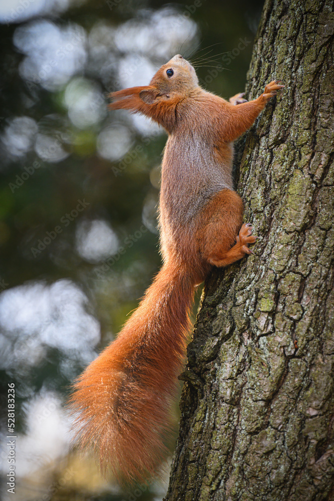 Squirrel runs in the park and jumps on the trees. Squirrel runs in the park and jumps on the trees.