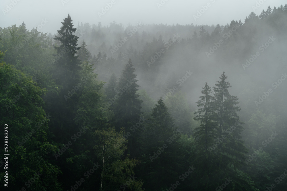 Fototapeta Drzewa we mgle, góry