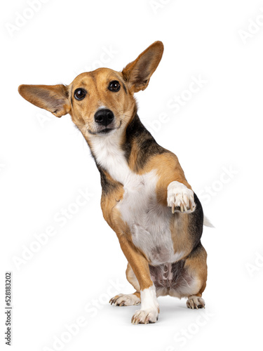 Cute mixed stray dog with big ears, sitting up facing front. Giving paw command. Looking towards camera. Isolated on white background.