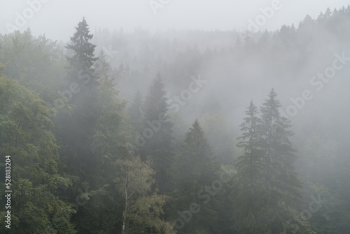 Misty woodland  trees in fog