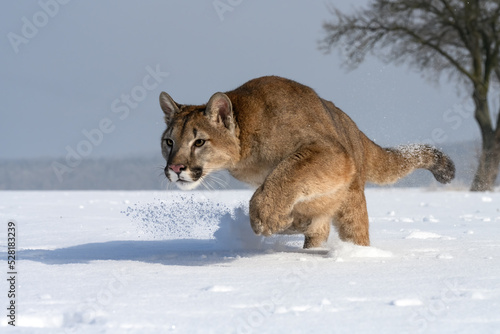The cougars are playing in a snowy meadow.
