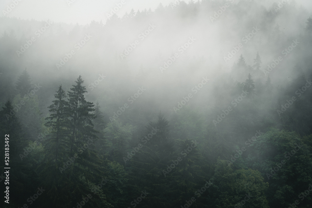 Drzewa we mgle, góry  - obrazy, fototapety, plakaty 