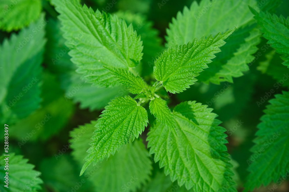 leaves of a Urtica dioica, known as nettle leaves of a Urtica dioica, known as nettle