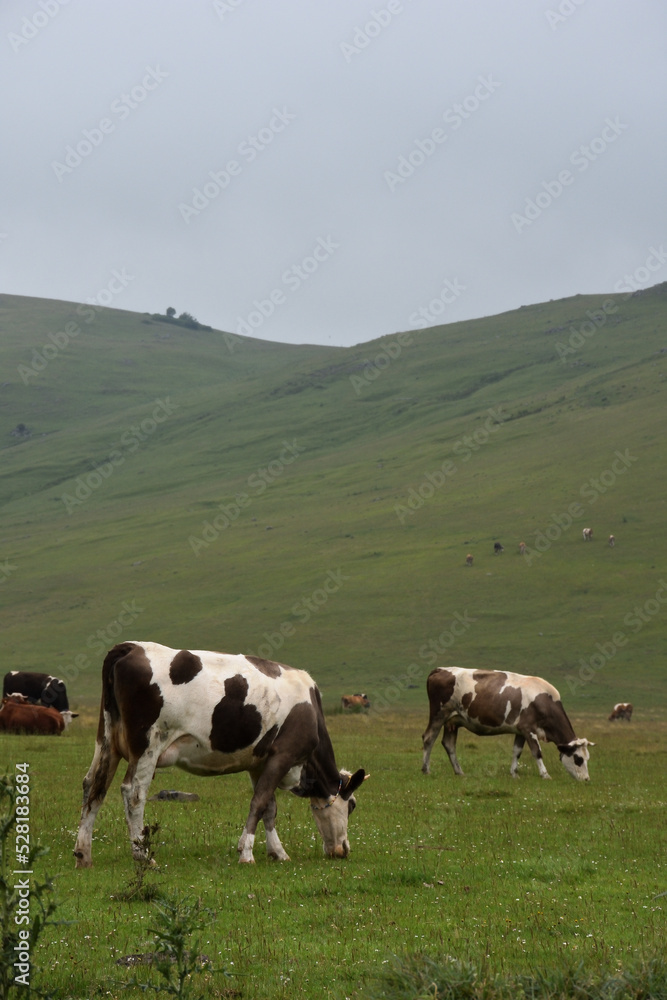 cows on a meadow