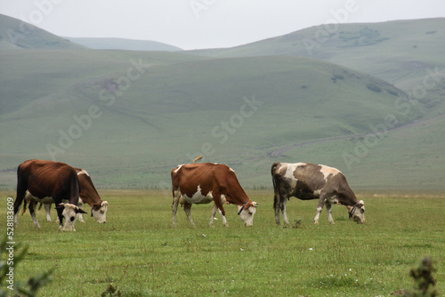 cows in the field © ynsklcli