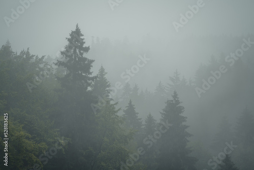 Misty woodland, trees in fog