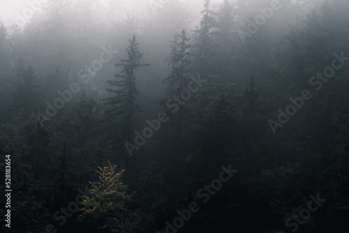 Drzewa we mgle, góry  © Piotr Szpakowski