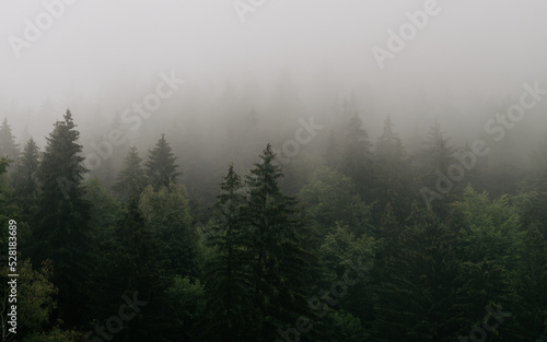 Misty woodland  trees in fog