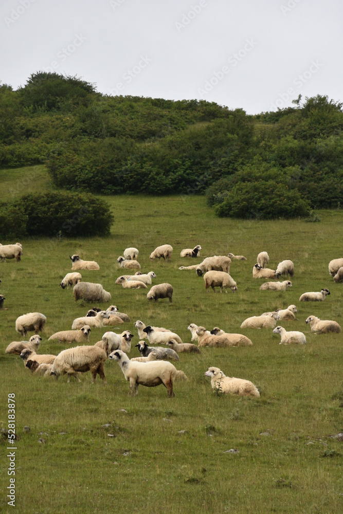 flock of sheep on a meadow flock of sheep on a meadow