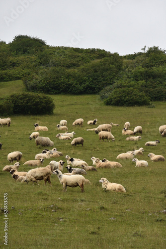 flock of sheep on a meadow