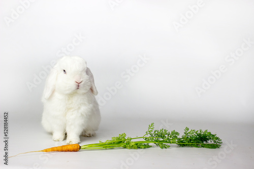 Wallpaper Mural white rabbit isolated on white holding a carrot. Lovely healthy bunny eating the vegetable Torontodigital.ca