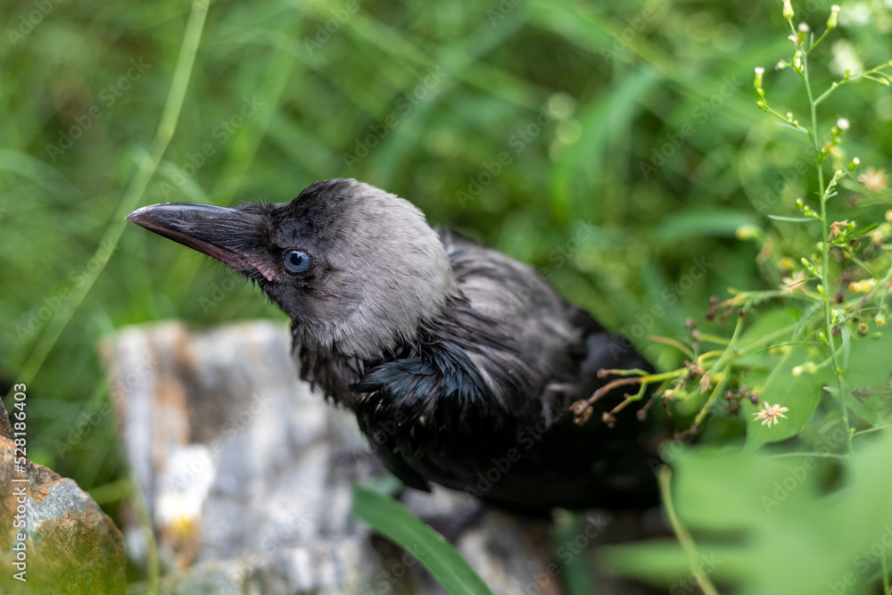 Black wet raven after a rain close up view with selective focus and blur background Black wet raven after a rain close up view with selective focus and blur background