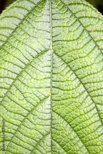 Abstract pattern, graceful lines on fresh green leaf. Green life concept. Top view. Close-up. Vertical photo. Selective focus.