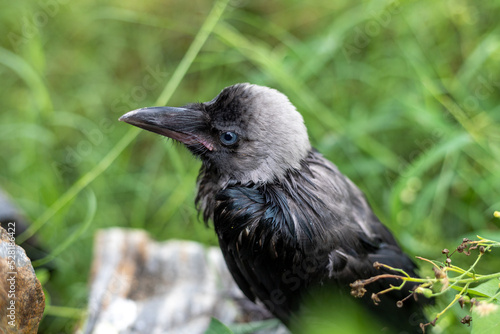 Baby crow in Rain taking cover in the fields with selective focus and blur background