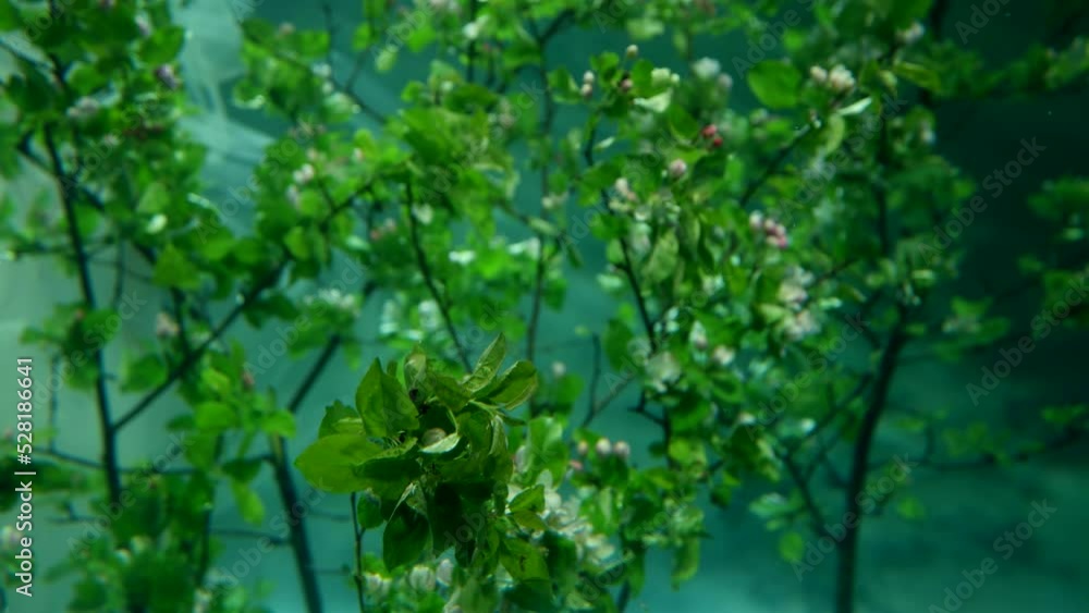 dreamy underwater shot with blooming garden on sea bottom, closeup view of branches dreamy underwater shot with blooming garden on sea bottom, closeup view of branches