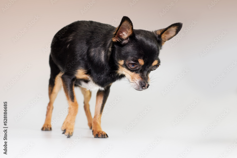 Studio portrait of black chihuahua isolated Studio portrait of black chihuahua isolated