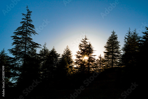Landscape of the forest at sunset or sunrise. Silhouette of pine trees