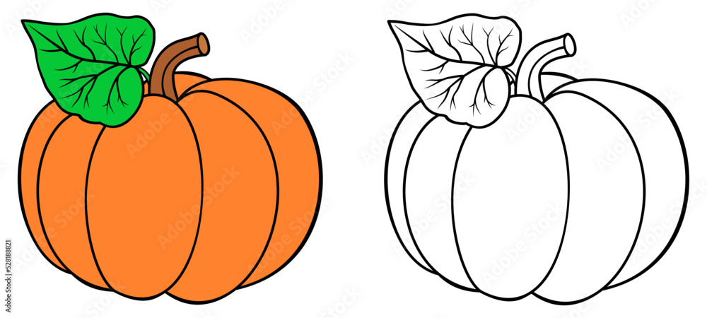 Pumpkin coloring book. Colored and outline vector illustration isolated