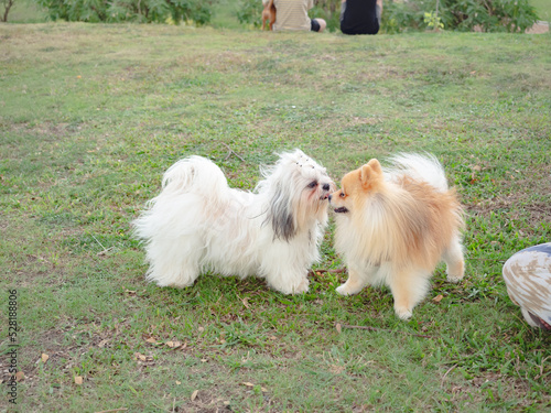 Dog Shih Tzu and Pomeranian playing on the grass in public park