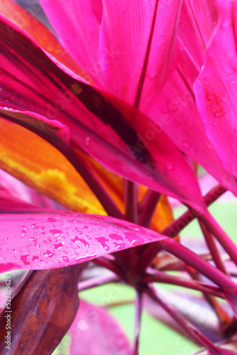 Andong or Hanjuang Plant from Asparagaceae Family photo