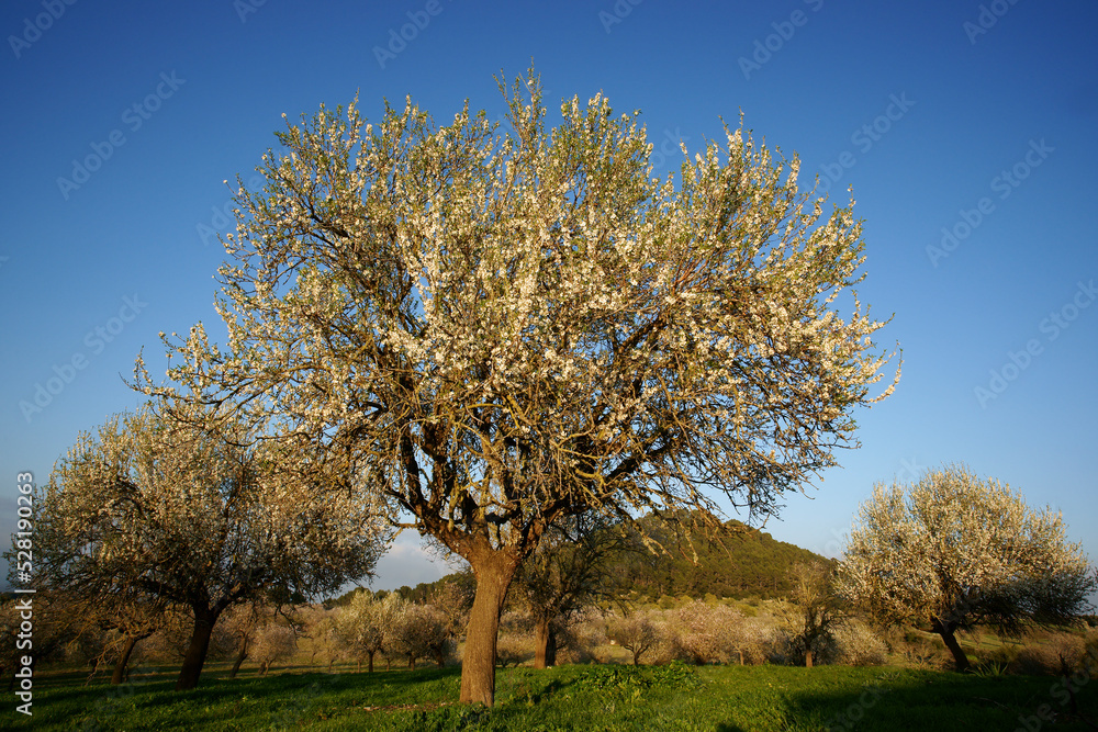 Almendros en flor. Albenya. Randa.Mallorca.Islas Baleares. España. Almendros en flor. Albenya. Randa.Mallorca.Islas Baleares. España.