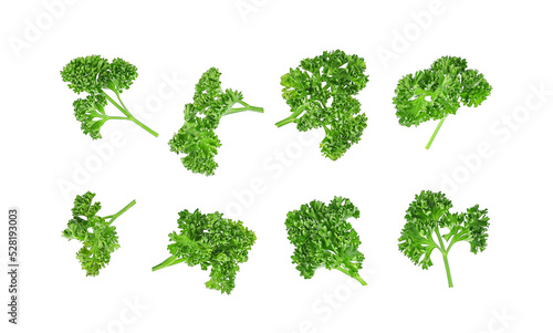 Fresh parsley leaves isolated on white background. Top view