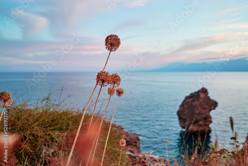 Wild flowers on rock with sea view.