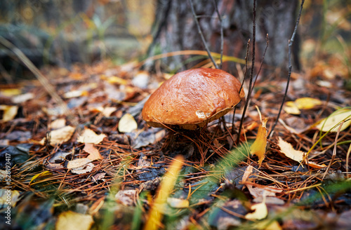 Bolete forest mushroom in fall season. photo