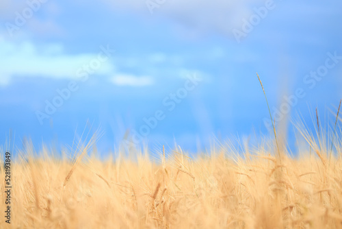 Fototapeta Naklejka Na Ścianę i Meble -  grain harvest background crisis farming