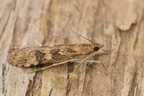 Closeup on a Mediterranean brown Rush veneer moth, Nomophila noctuella sitting on wood © Henk